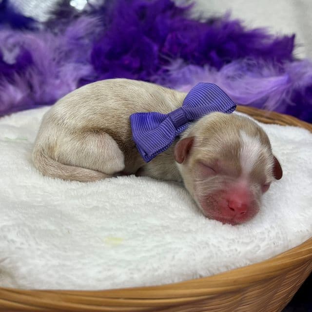 Riley Purple Girl - Cavapoo Female