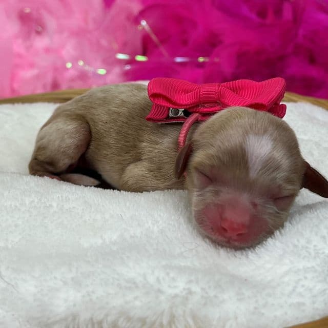Riley Pink Girl - Cavapoo Female
