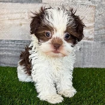 Izzy - Shih-Poo Female