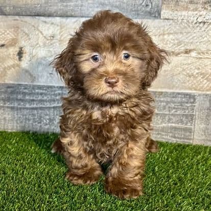 Emerson - Shih-Poo Male