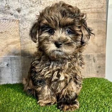 Ella - Shih-Poo Female