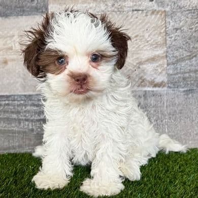 Ian - Shih-Poo Male