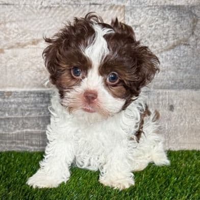 Isabella - Shih-Poo Female