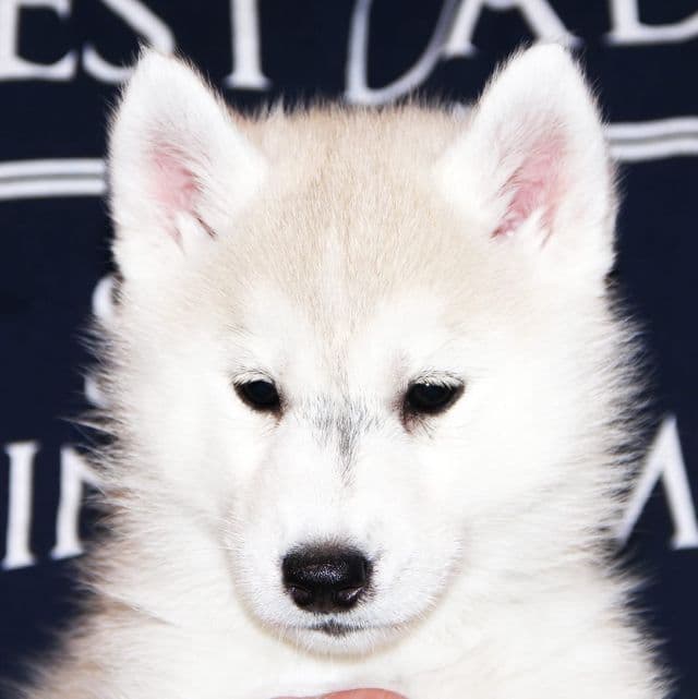 Venus - Siberian Husky Female