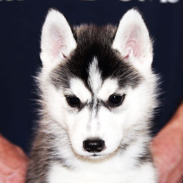 Jupiter - Siberian Husky Female