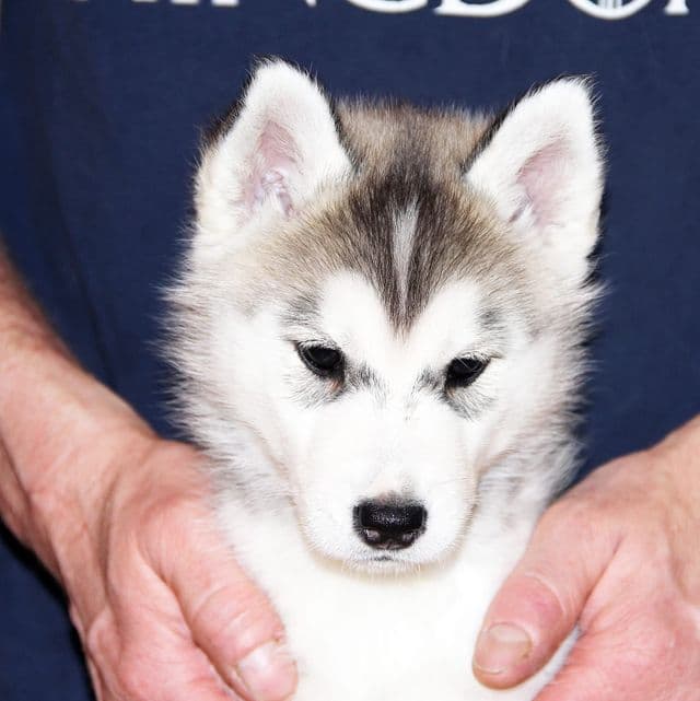 Chris - Siberian Husky Male