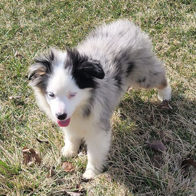 Miniature ~ Blue - Australian Shepherd Male