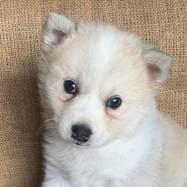 Pretty Plush ALPINE~! - Miniature Husky Female