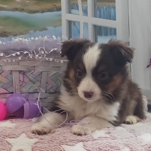 Ruby - Australian Shepherd Female
