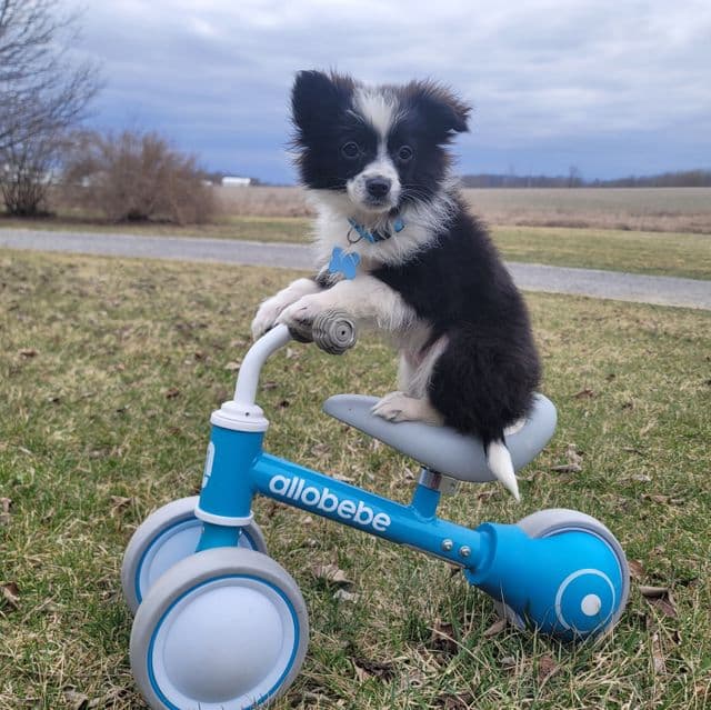 TOY~Able - Australian Shepherd Male