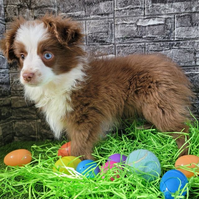 Toy~Rocky - Australian Shepherd Male