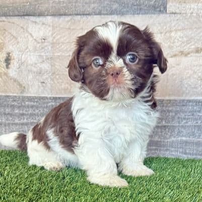 Jacie - Shih Tzu Female