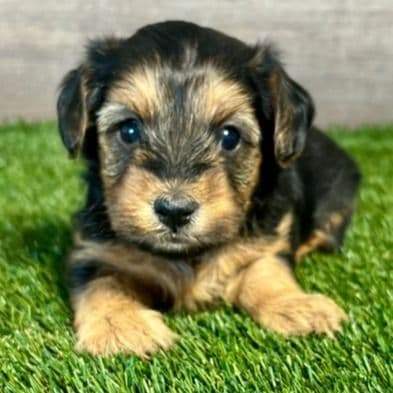 Harrison - Yorkipoo Male