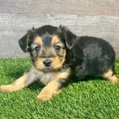 Harvey - Yorkipoo Male