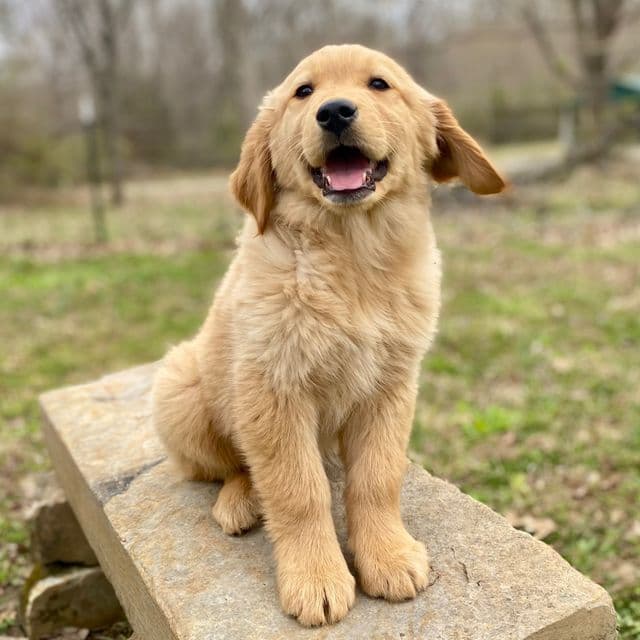 Binky - Golden Retriever Female