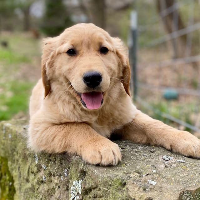 Scarlett - Golden Retriever Female