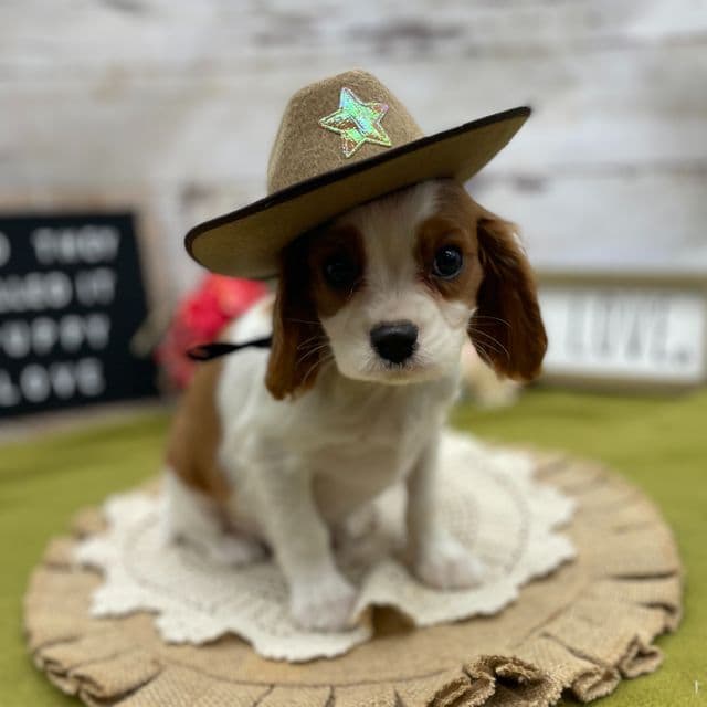 Glenn - Cavalier King Charles Spaniel Male