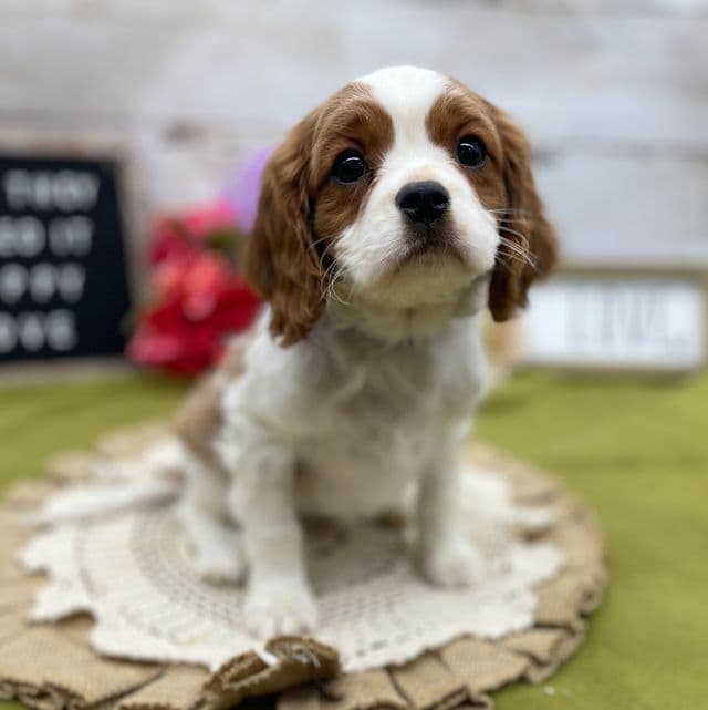 Gabi - Cavalier King Charles Spaniel Female