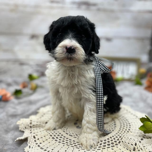 Ian - Goldendoodle Male