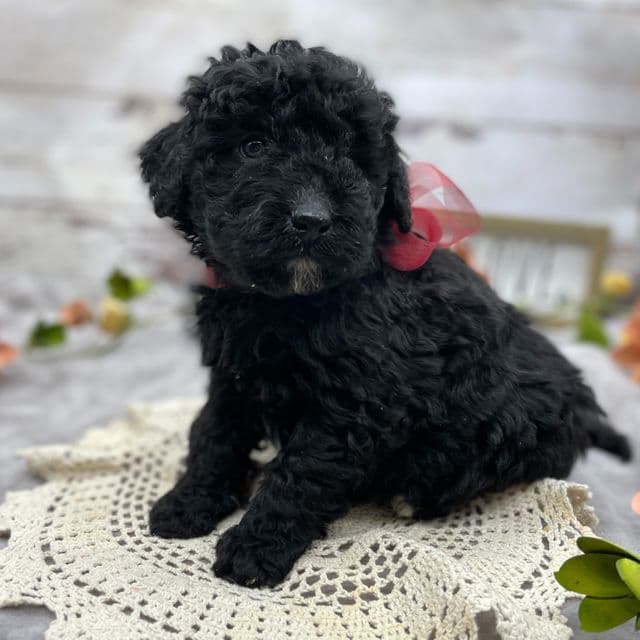 Iris - Goldendoodle Female