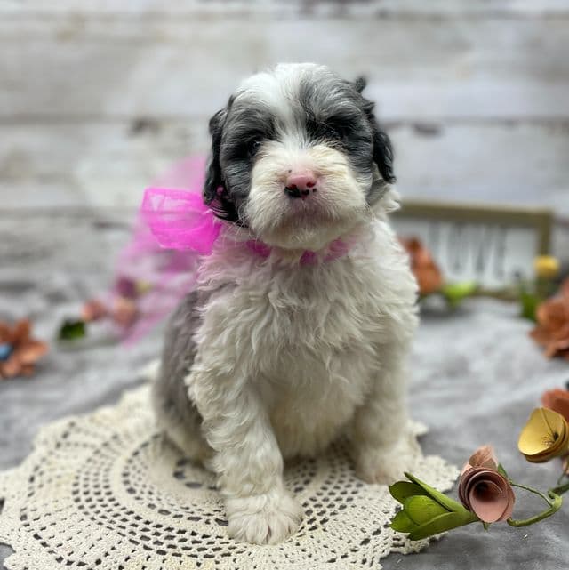Isabella - Goldendoodle Female