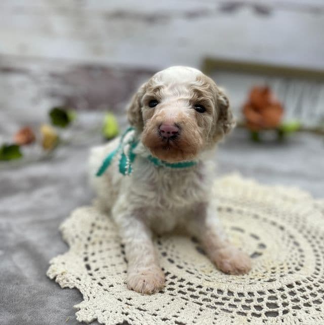 Gatsby - Standard Poodle Male