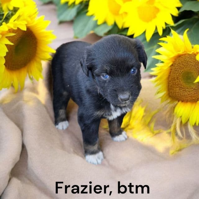 Frazier - Australian Shepherd Male