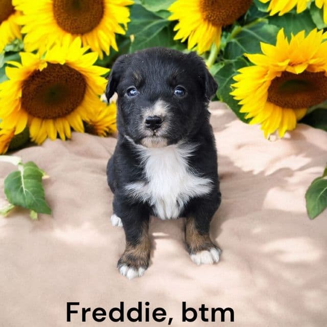 Freddie - Australian Shepherd Male