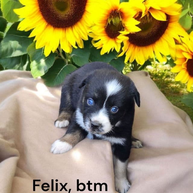 Felix - Australian Shepherd Male