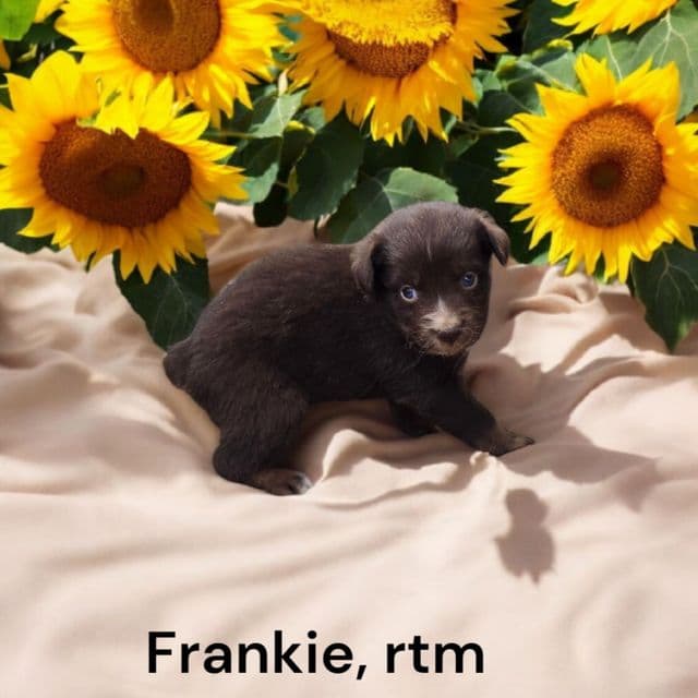 Frankie - Australian Shepherd Male