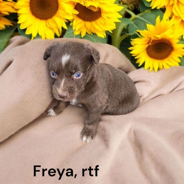 Freya - Australian Shepherd Female