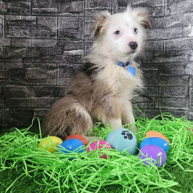 Toy~Rebel - Australian Shepherd Male