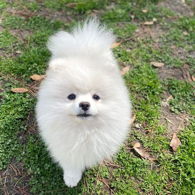 Panda - Pomeranian Female