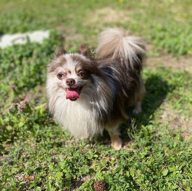 Hershey - Pomeranian Male