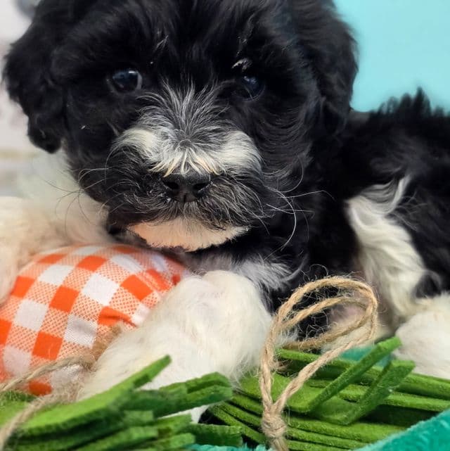Enzo- mini - Portidoodle Male