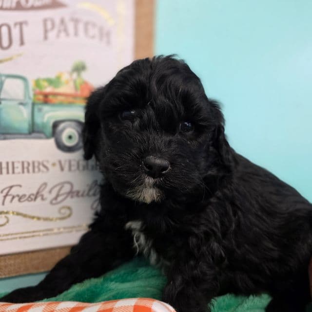 Mijo- mini - Portidoodle Male