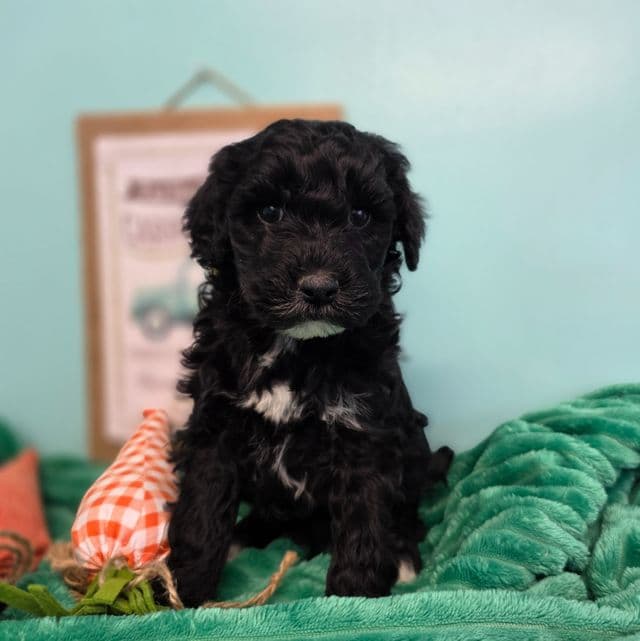 Bubbles- mini - Portidoodle Male