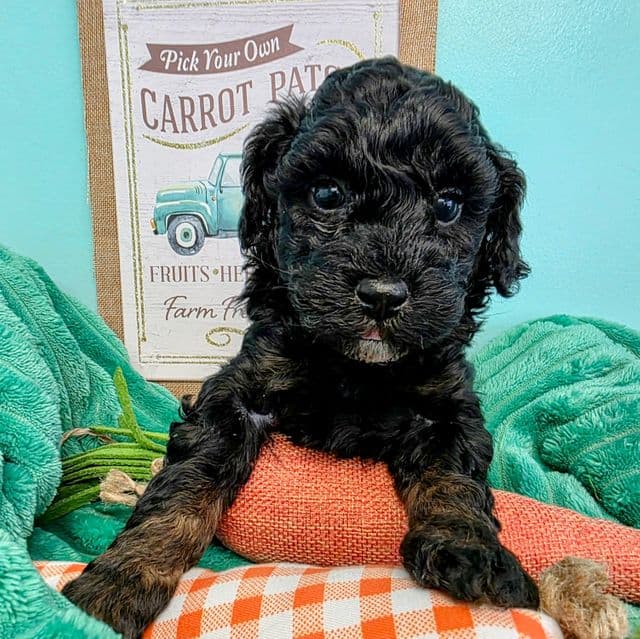 Baloo- mini - Portidoodle Male