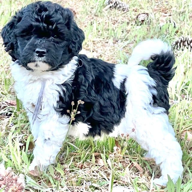 Grey - Labradoodle Male