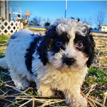 Checkers - Havapoo Female