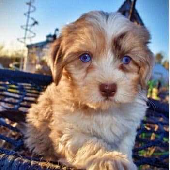 Dixie - Havapoo Female