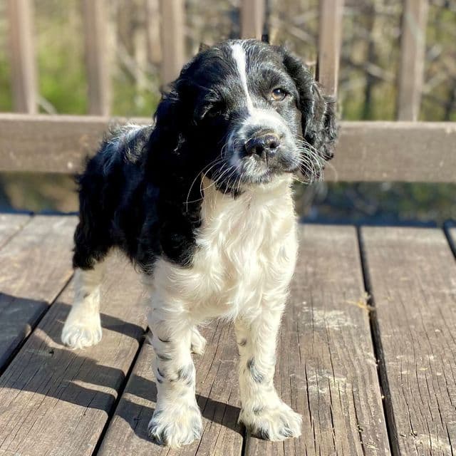 Lil Bandit - Cockapoo Male
