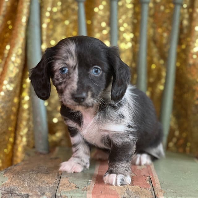 Pauline - Dachshund Female