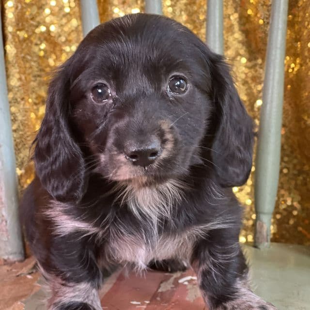 Pinkie - Dachshund Female