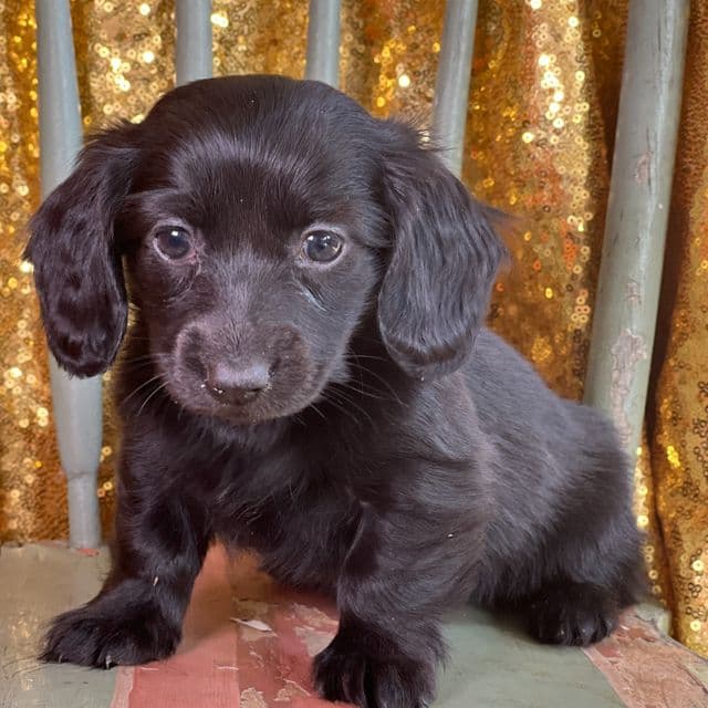 Paige - Dachshund Female
