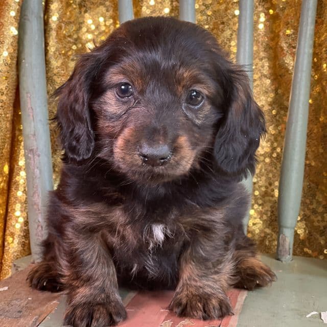 PomPom - Dachshund Male