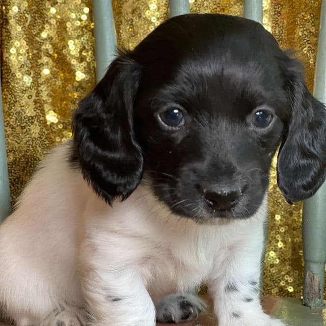 Roux - Dachshund Female