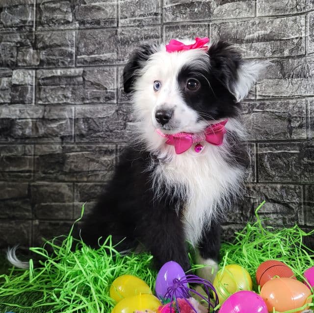 Toy~Honey - Australian Shepherd Female