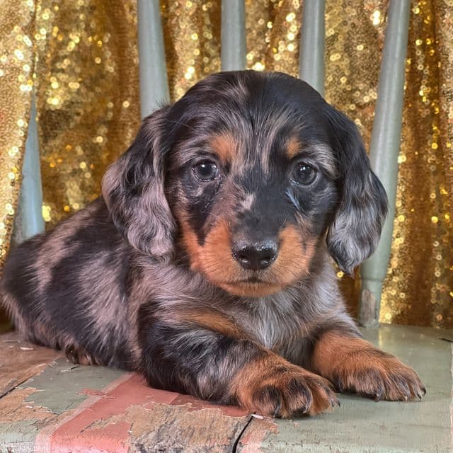 Renzo - Dachshund Male