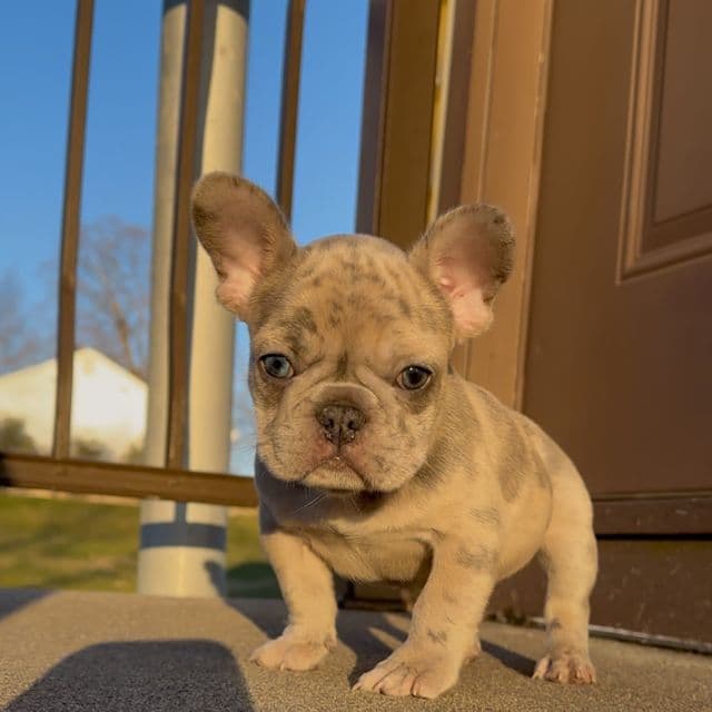 Silver Surfer  - French Bulldog Male